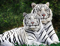 Белые тигры - алмазная живопись на подрамнике  DV-951118